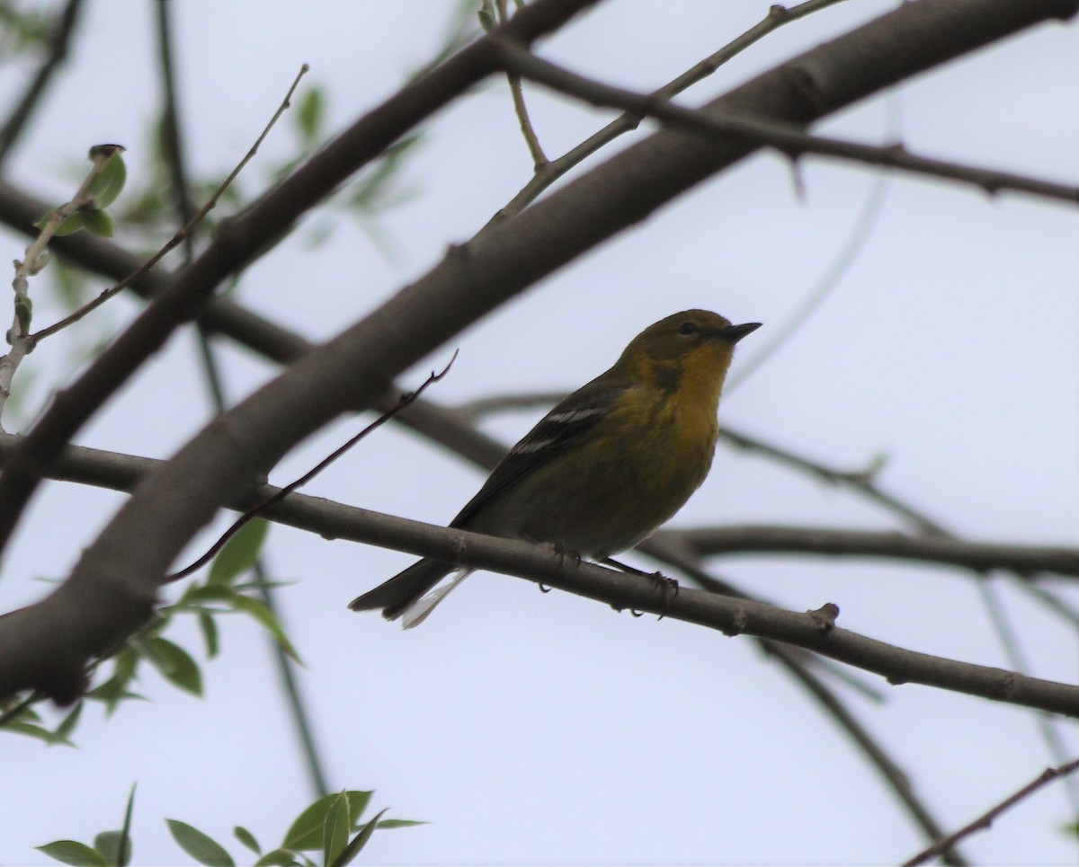 Pine Warbler - MA 2