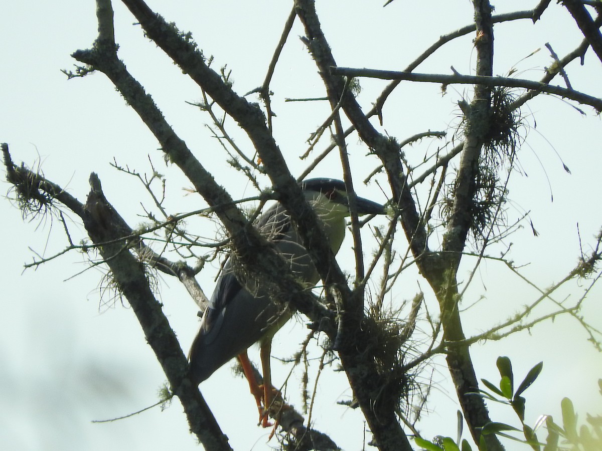 Black-crowned Night Heron - ML326316911