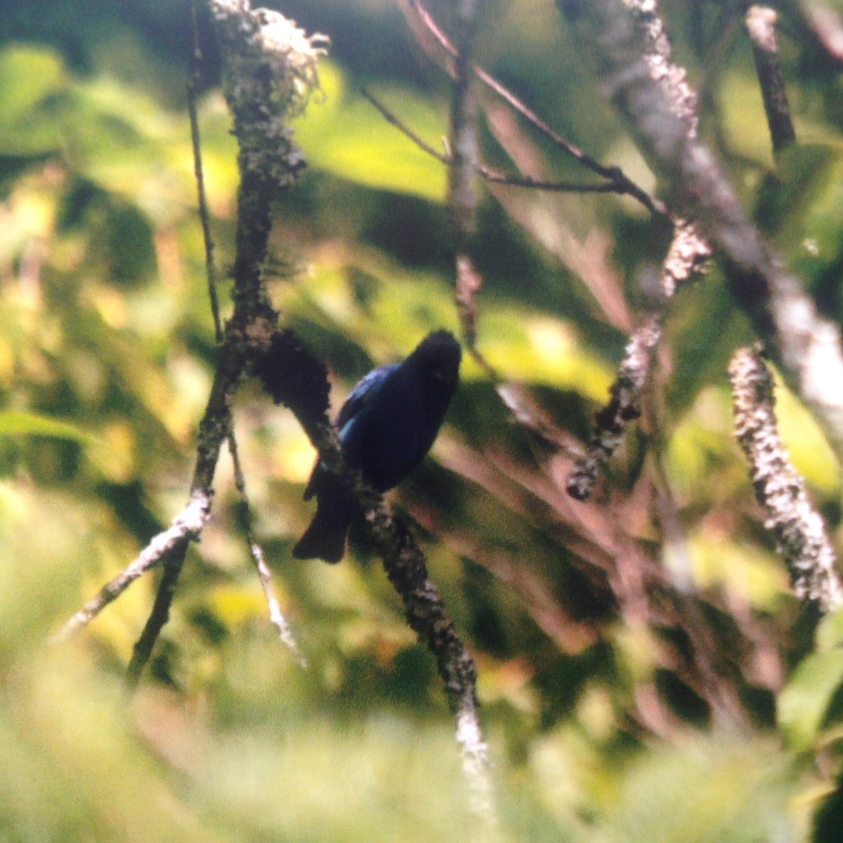 Passerin indigo - ML32631701