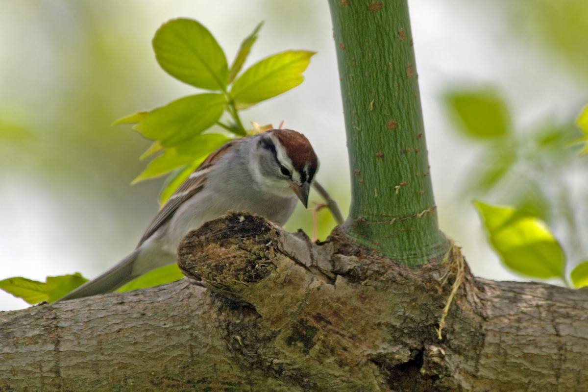 Chipping Sparrow - ML326317061