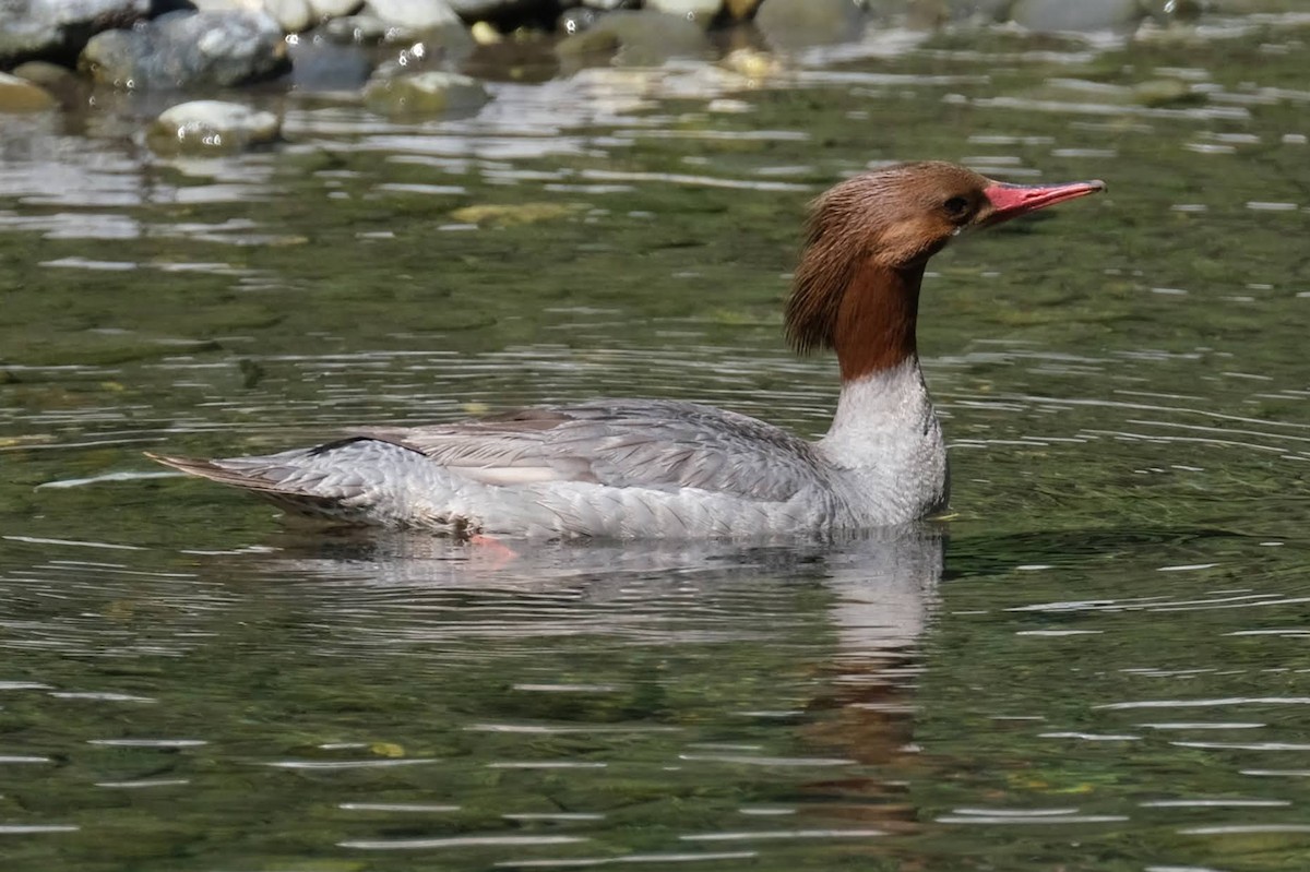 Common Merganser - ML326317891