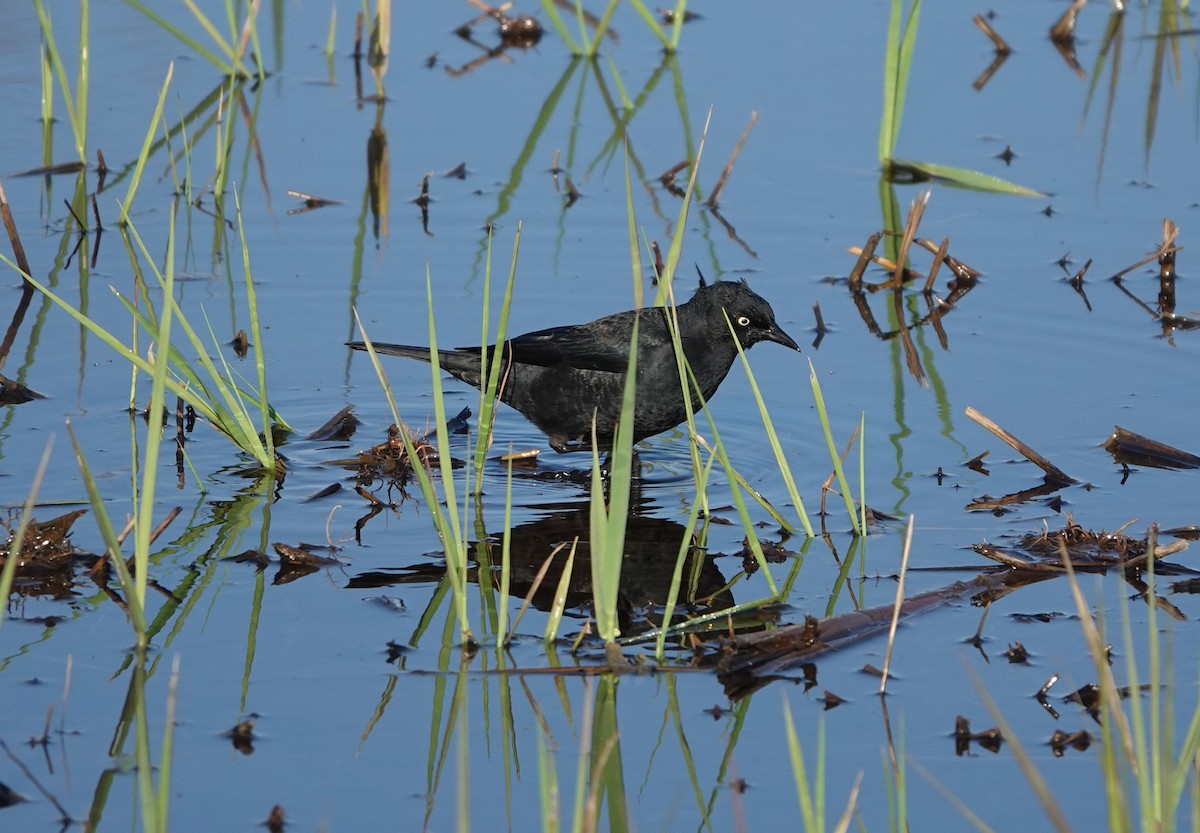 Rusty Blackbird - ML326318531