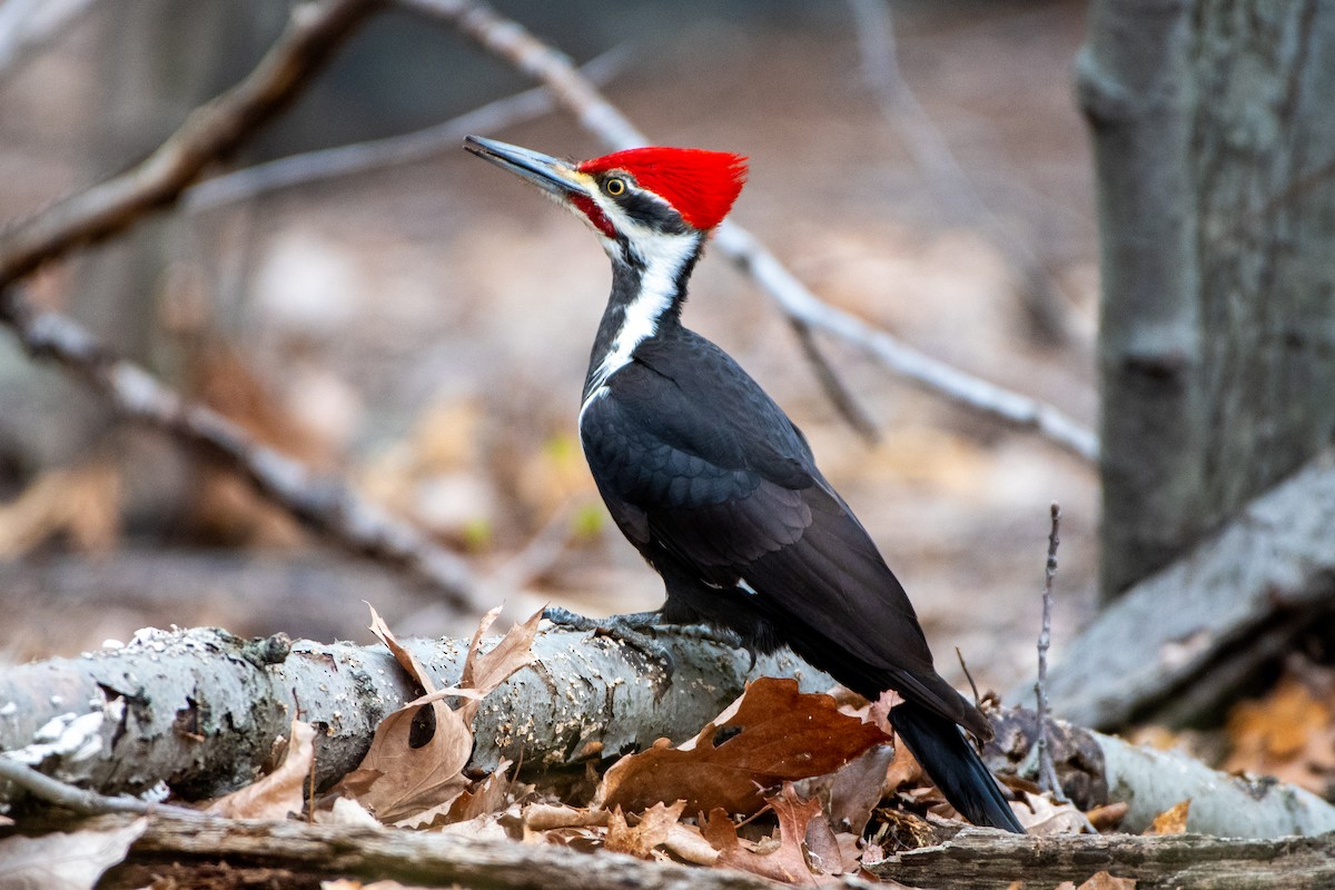 Pileated Woodpecker - ML326321981