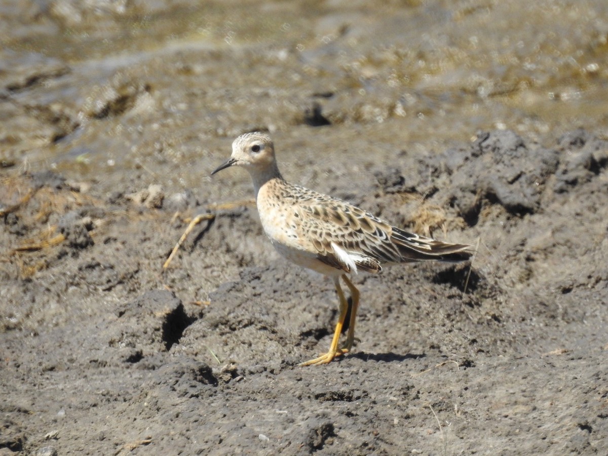 Buff-breasted Sandpiper - Tim Ray