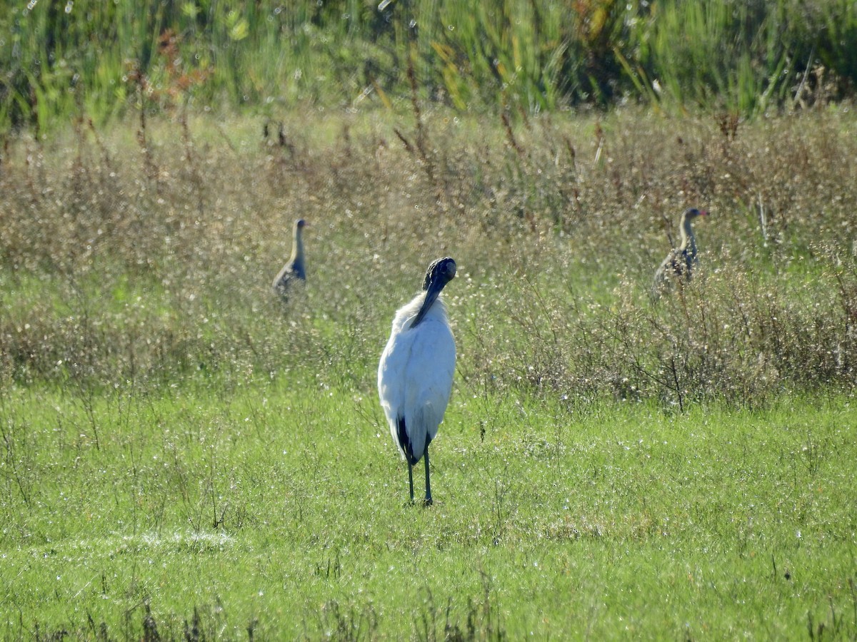 Wood Stork - ML326322371