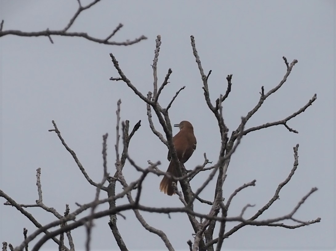 Brown Thrasher - Alan MacEachren