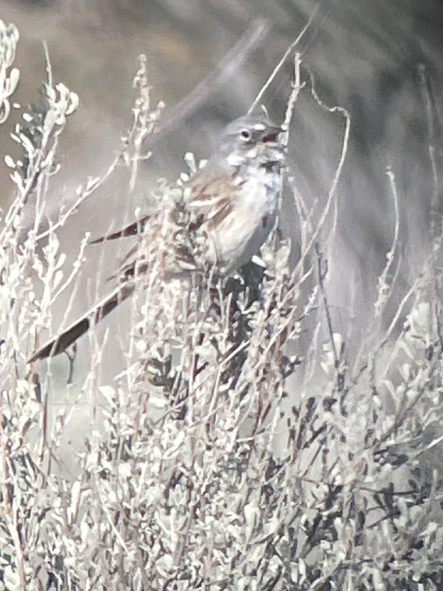 Sagebrush Sparrow - ML326324541