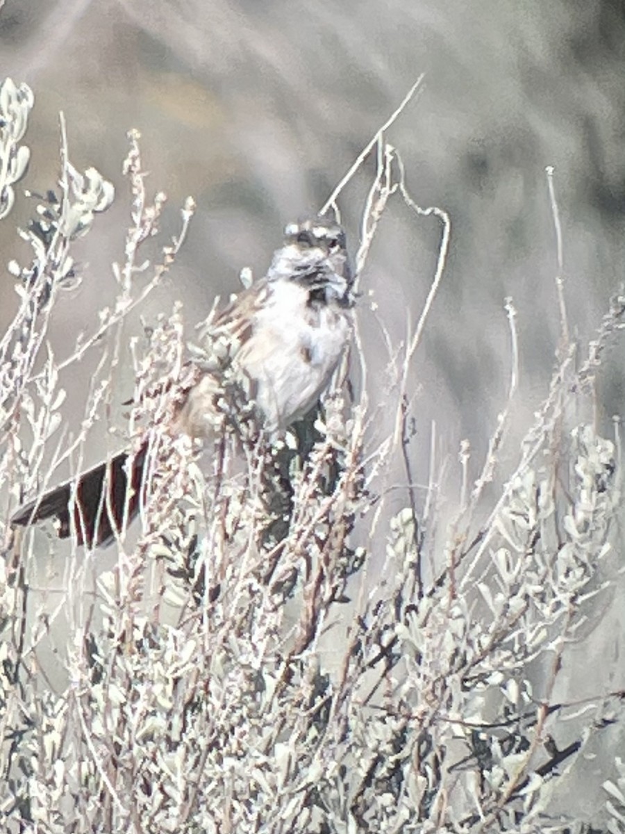 Sagebrush Sparrow - ML326324561