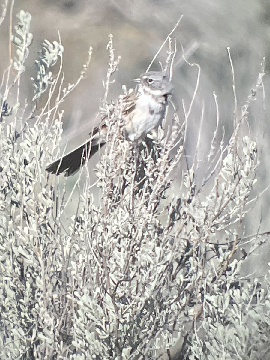 Sagebrush Sparrow - ML326324591