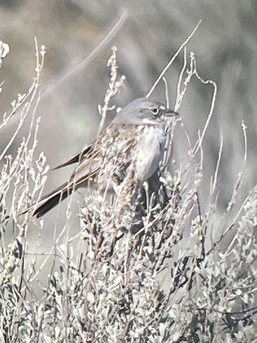 Sagebrush Sparrow - ML326324601