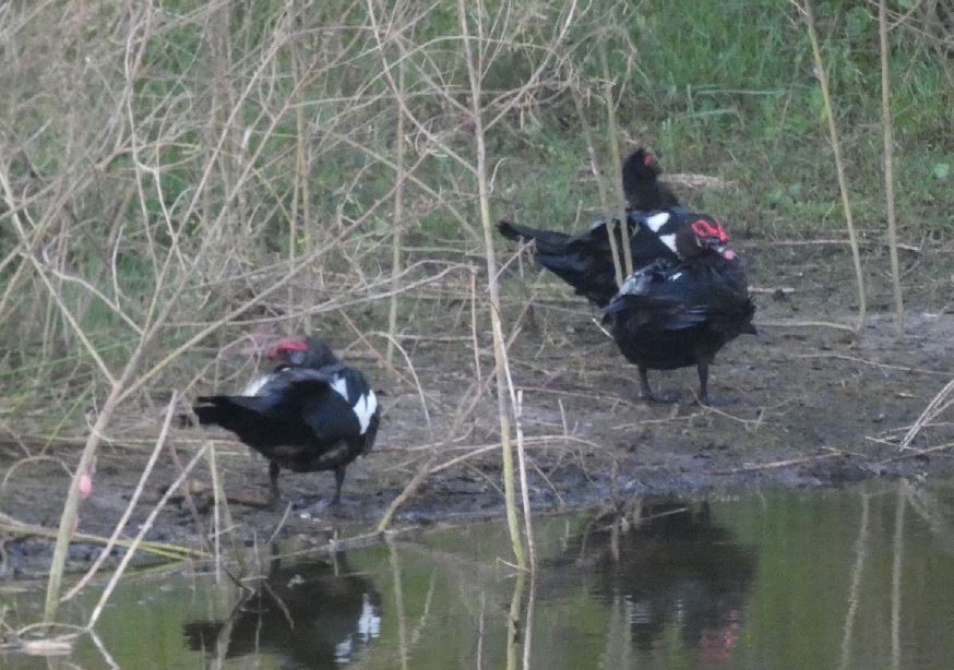 Muscovy Duck (Domestic type) - Bill Pranty