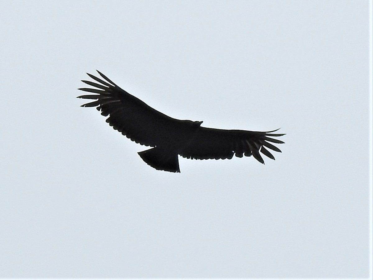 Black Vulture - ML326325121