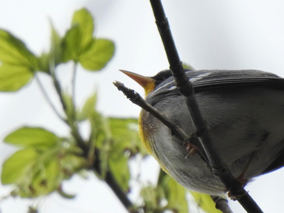 Northern Parula - ML326325551