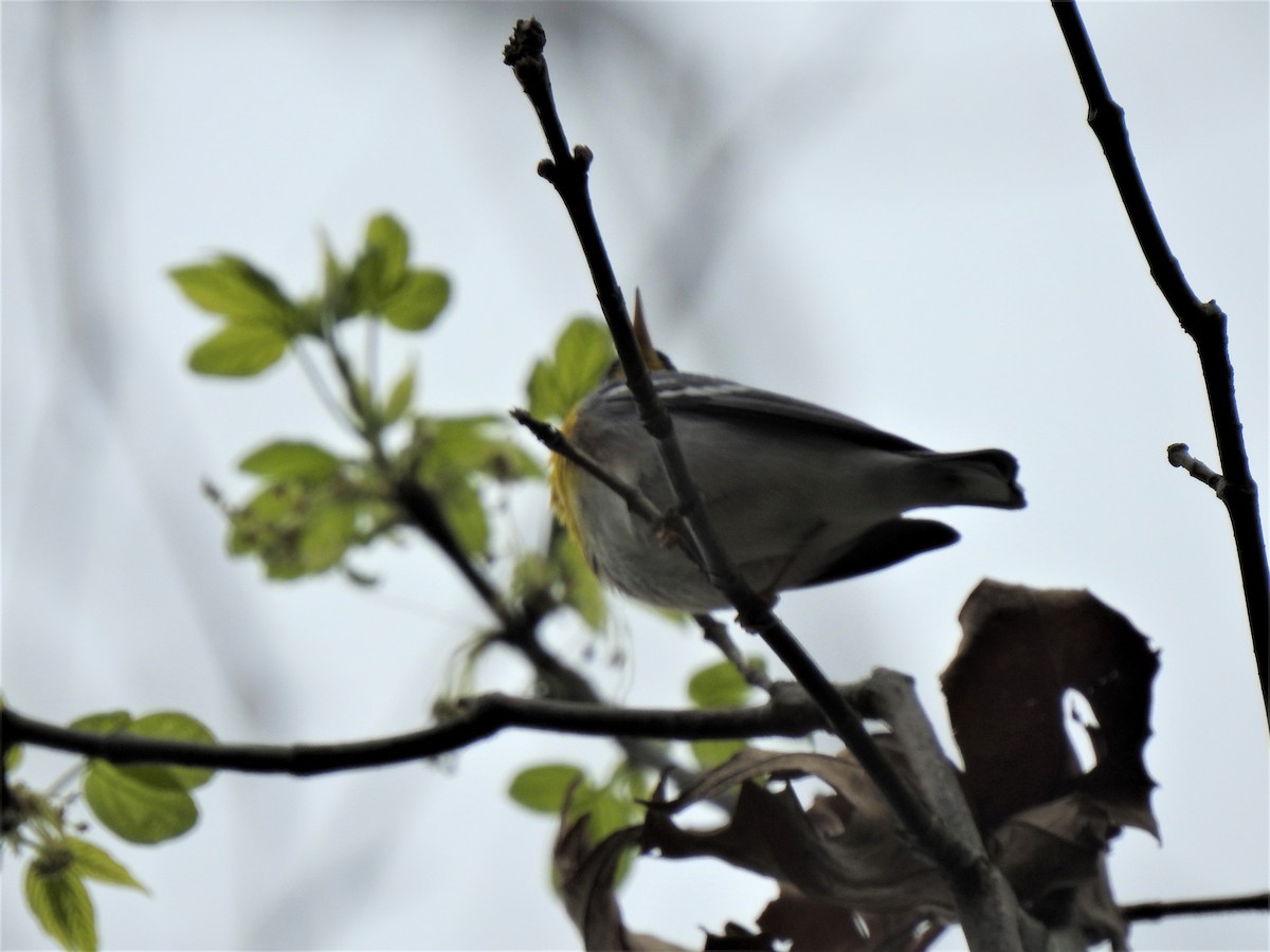 Northern Parula - ML326325571