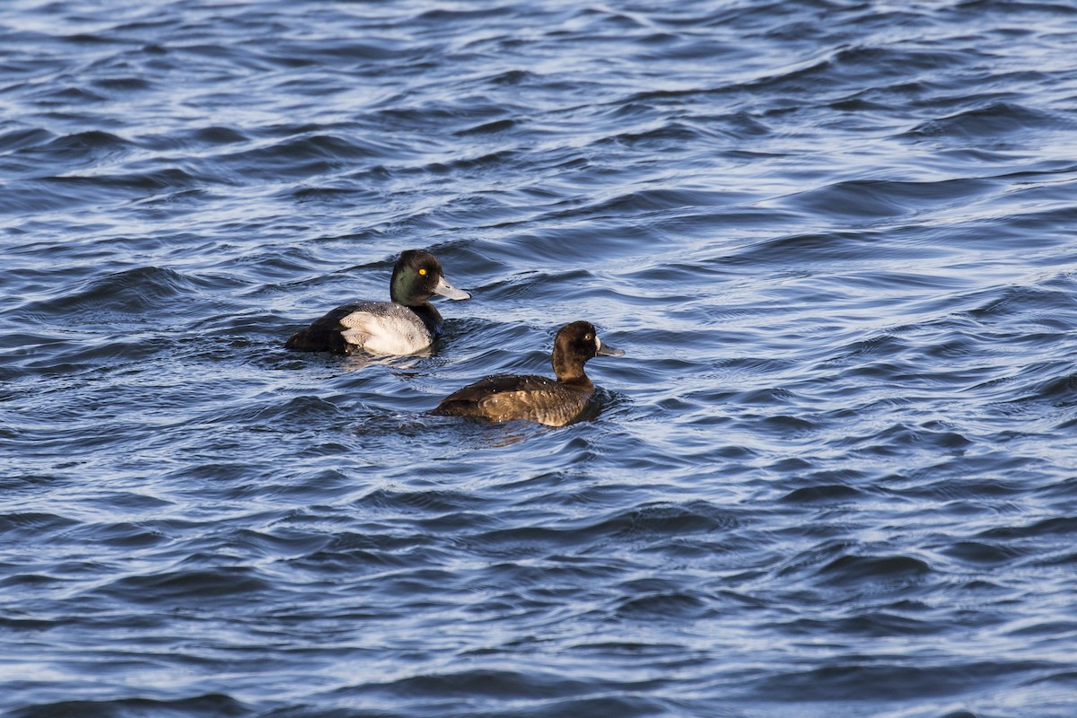 Greater Scaup - ML326326811