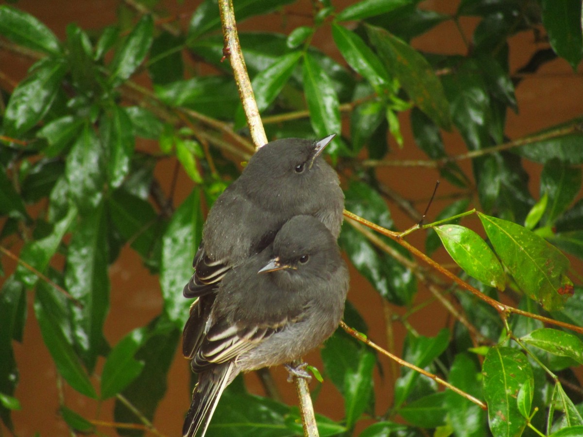 Black Phoebe - ML326328951