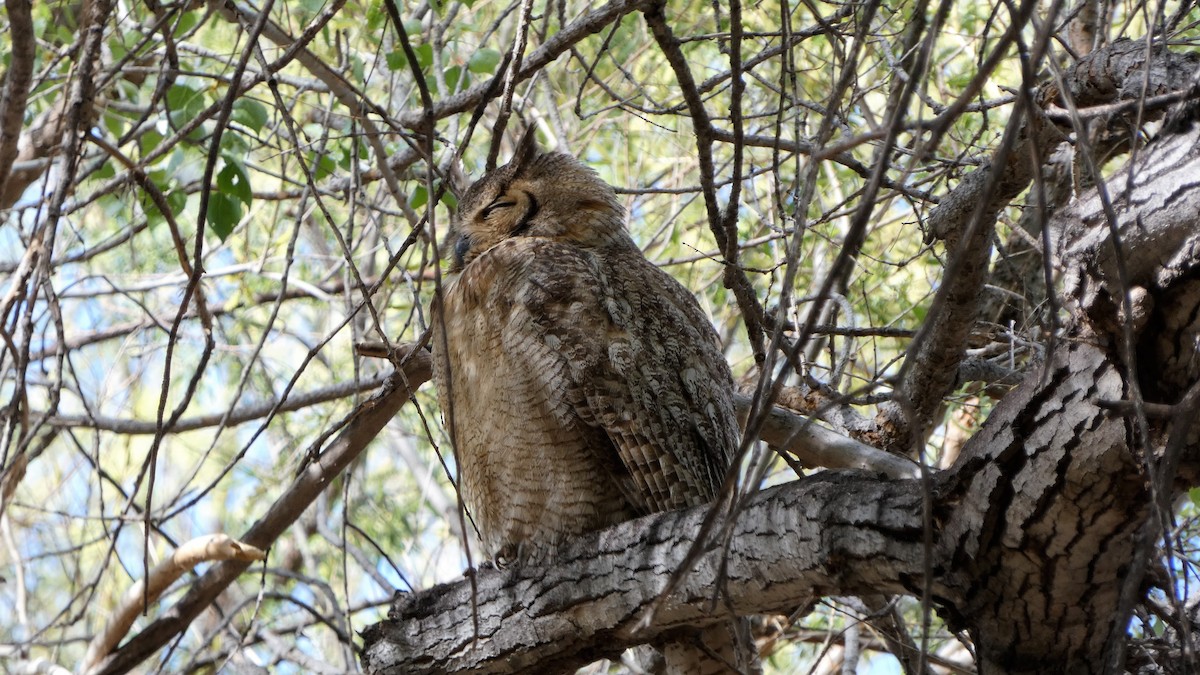 Great Horned Owl - ML326329641