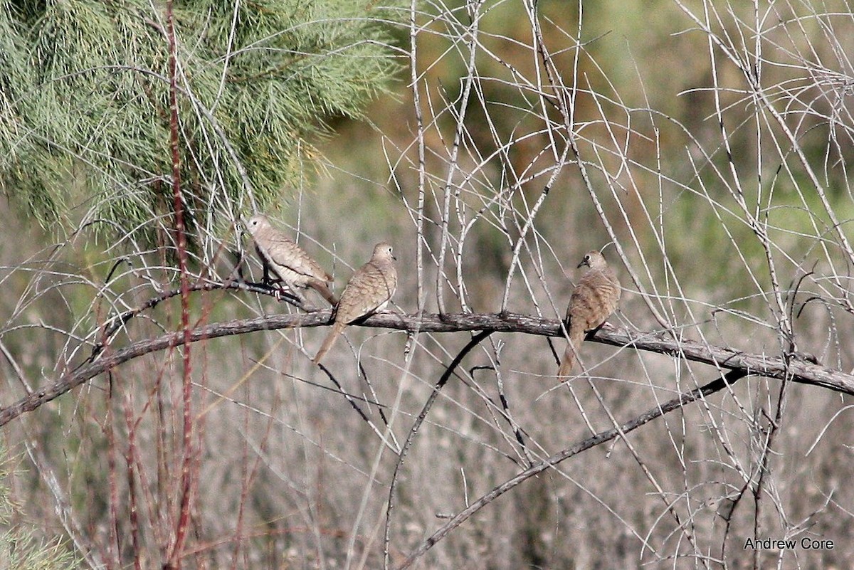 Inca Dove - ML32633021