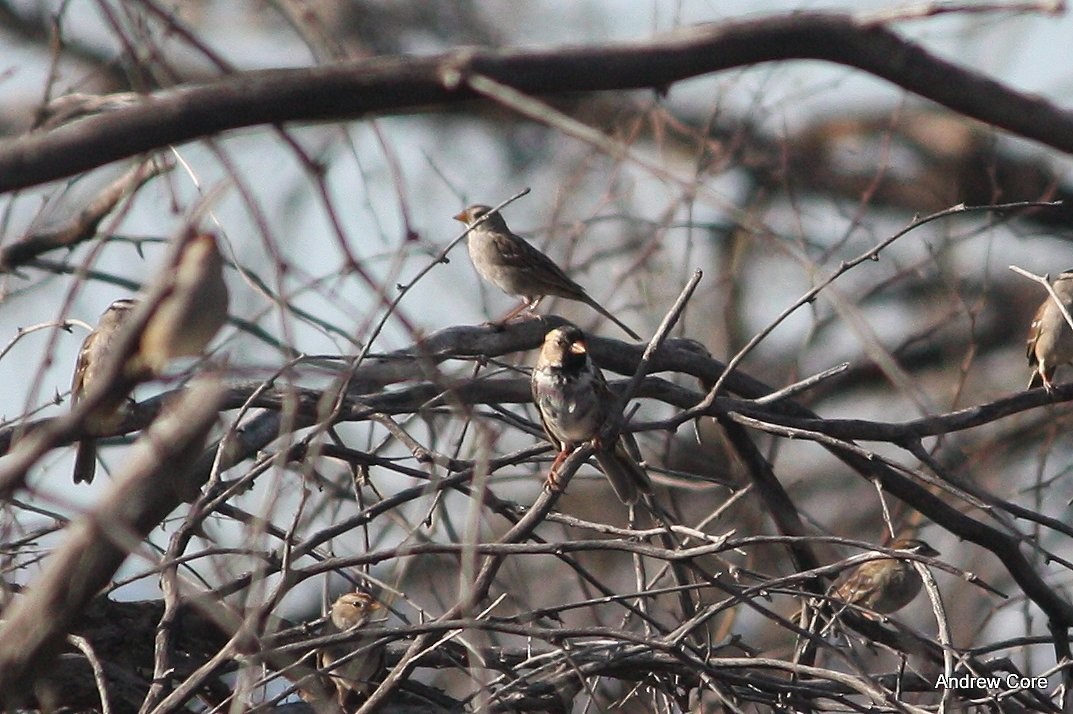 Harris's Sparrow - ML32633061