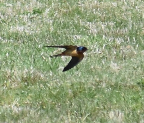 Barn Swallow - ML326331511