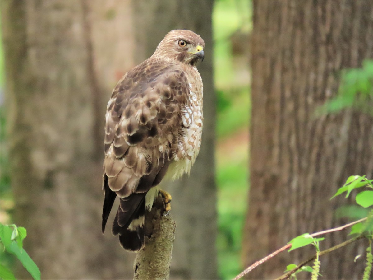 Broad-winged Hawk - Susan Disher
