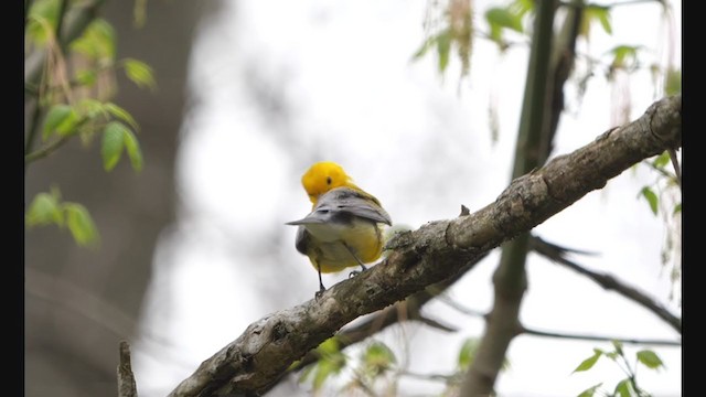 Prothonotary Warbler - ML326332561