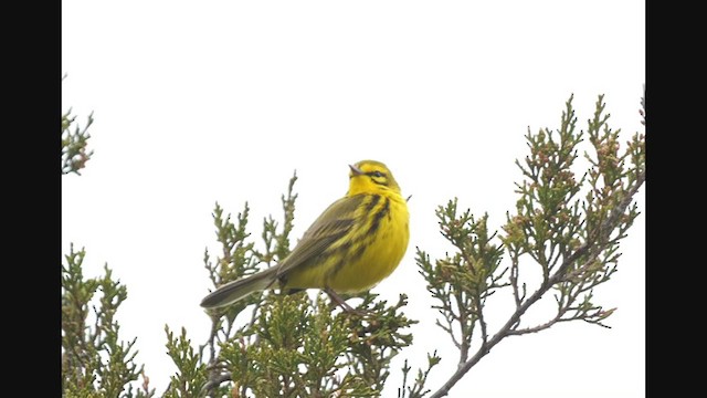 Prairie Warbler - ML326333031