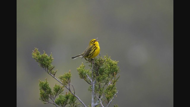 Prairie Warbler - ML326333111