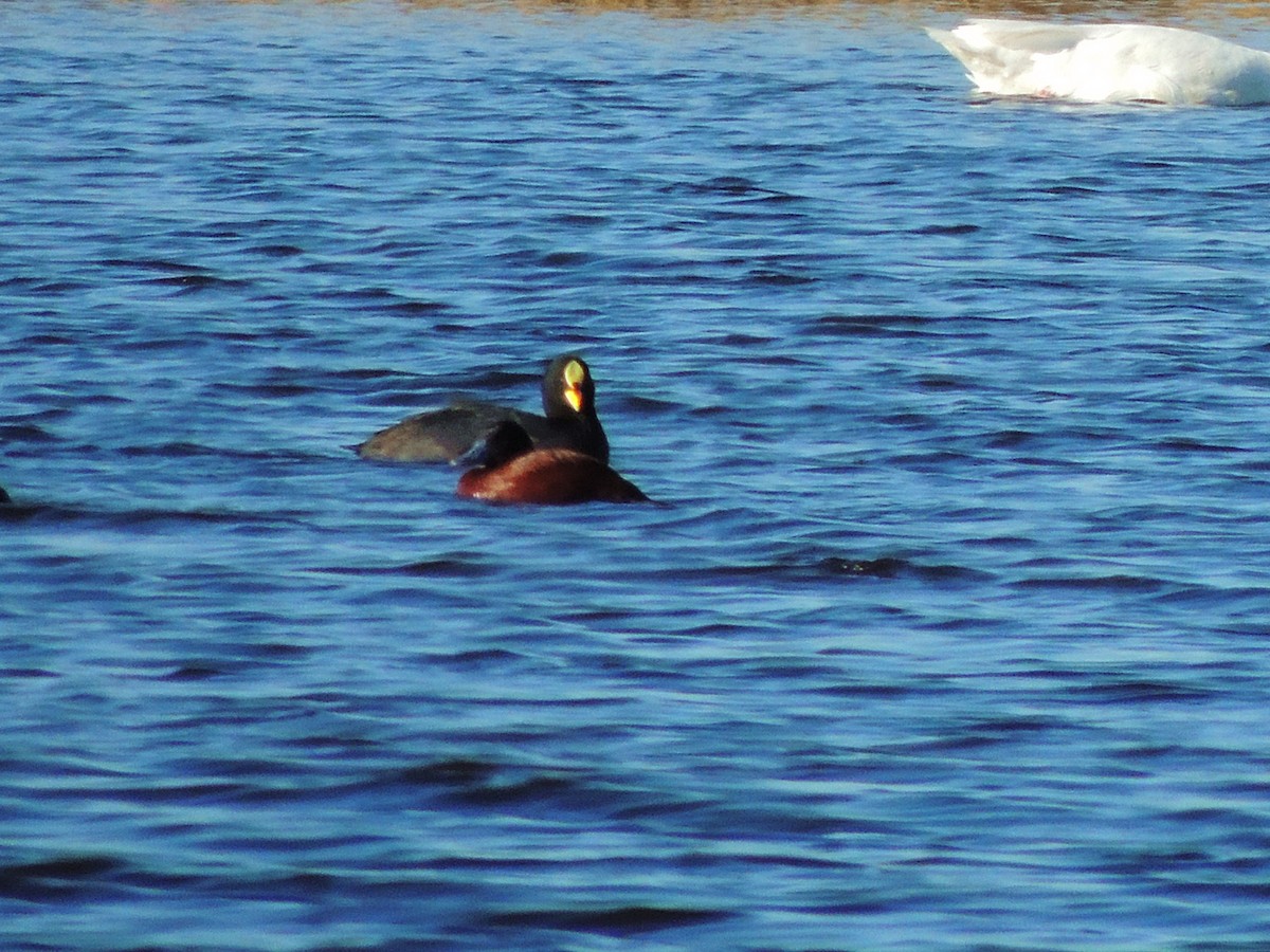 Red-gartered Coot - Alicia Mayor