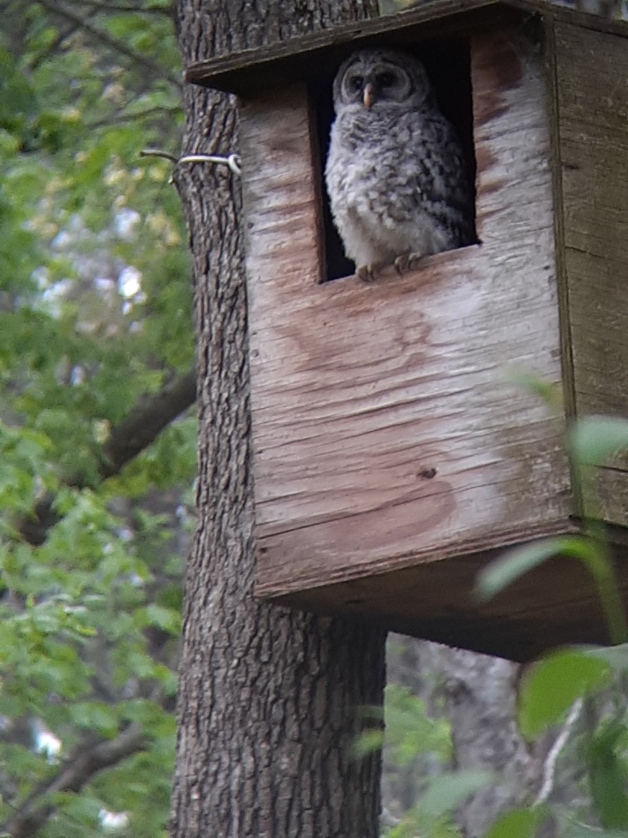 Barred Owl - ML326335131
