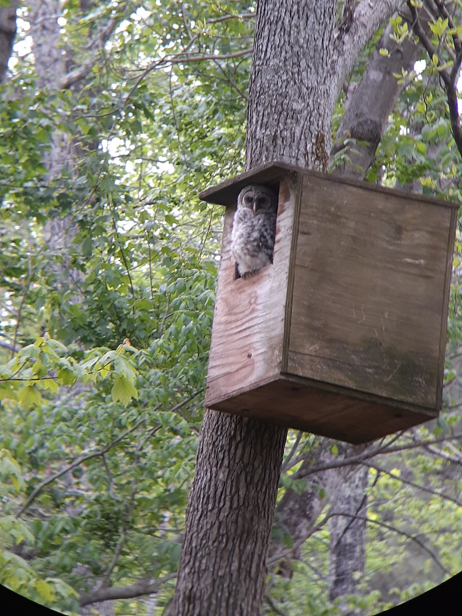 Barred Owl - ML326335211