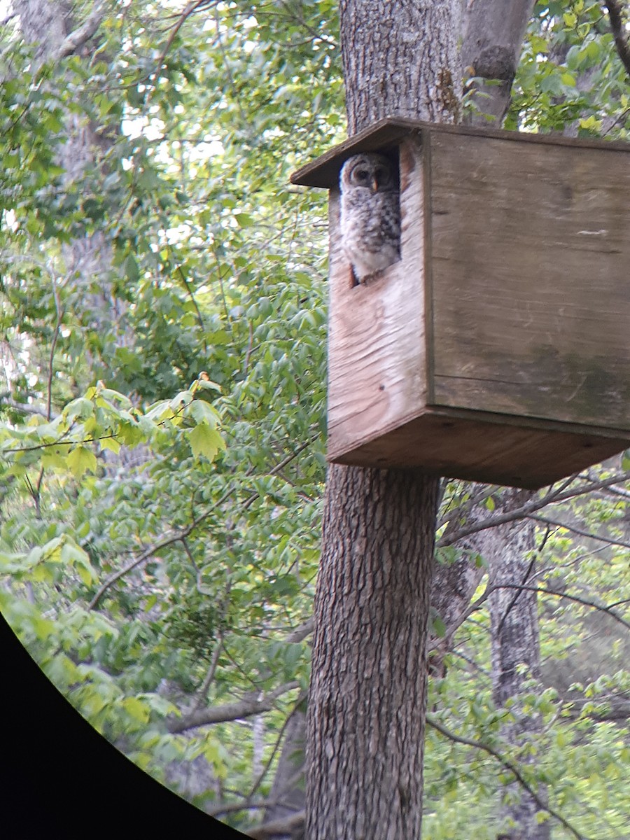 Barred Owl - ML326335221