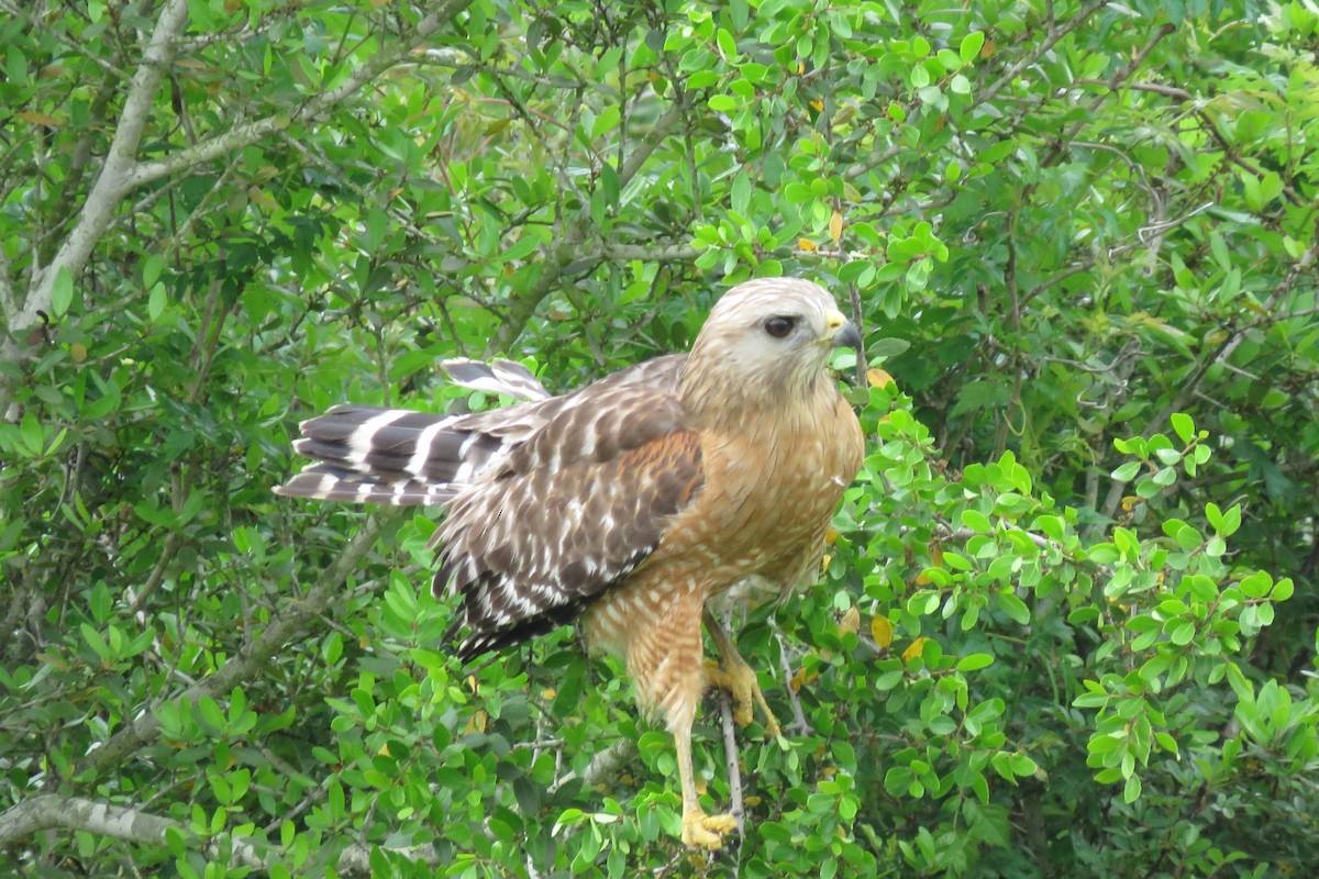 Red-shouldered Hawk - ML326336231