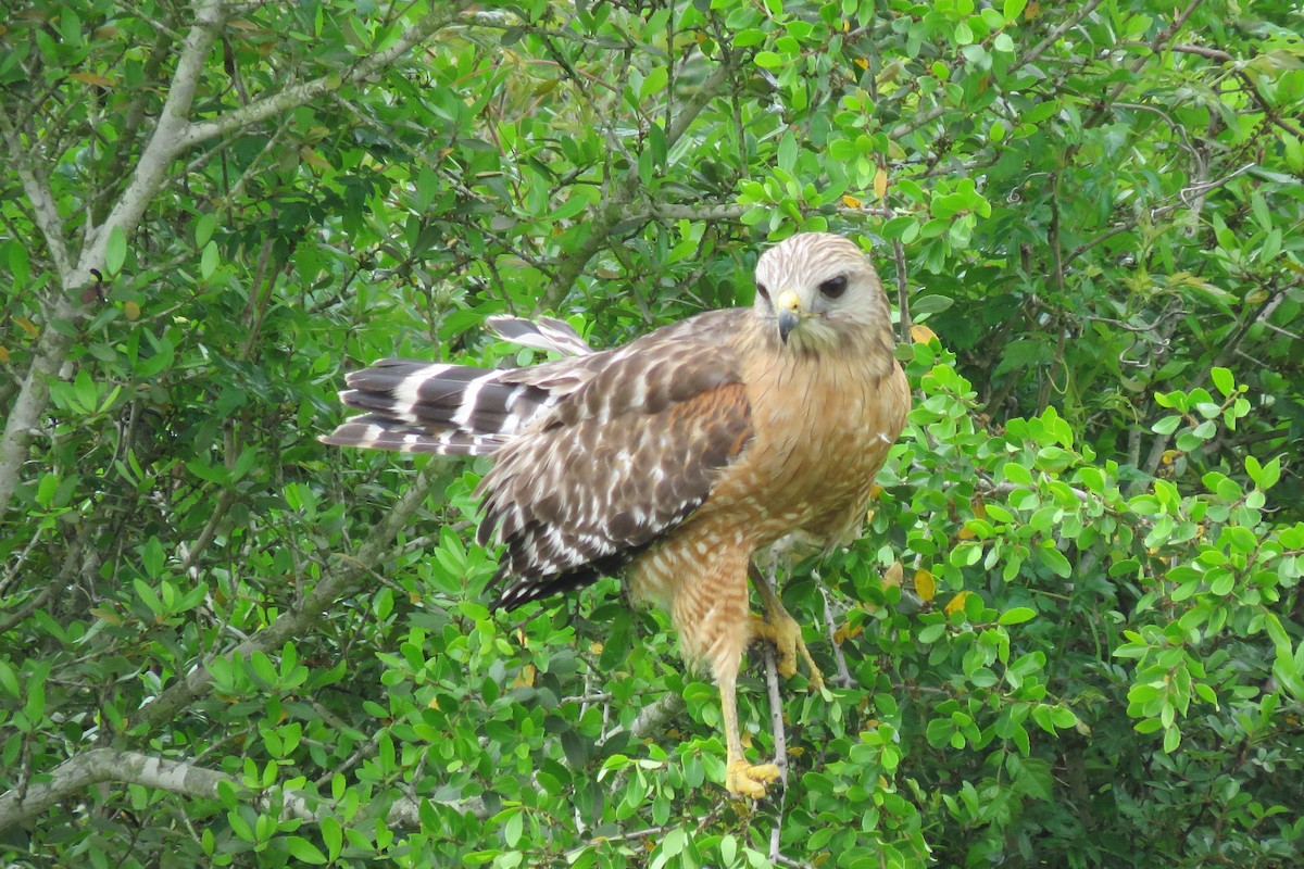 Red-shouldered Hawk - ML326336311