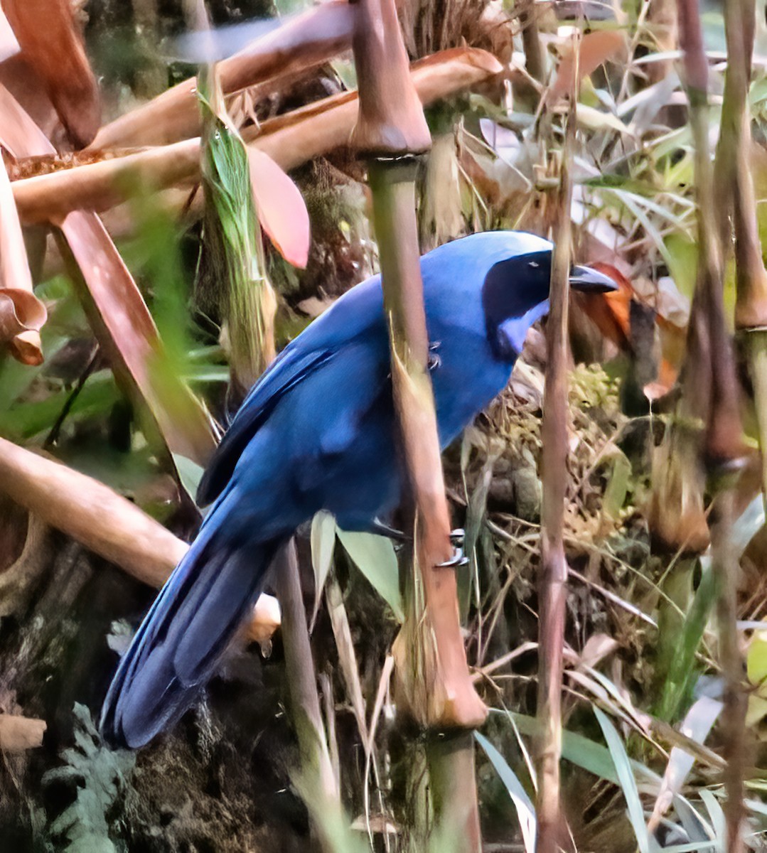 Turquoise Jay - Joelle Buffa Clyde Morris