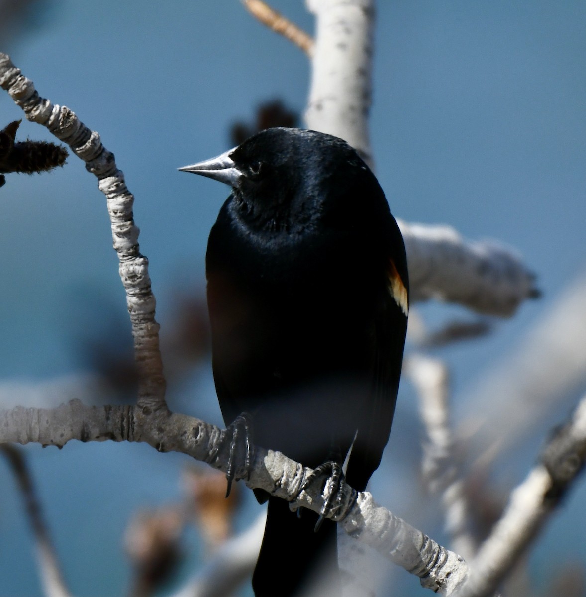 Red-winged Blackbird - ML326336761