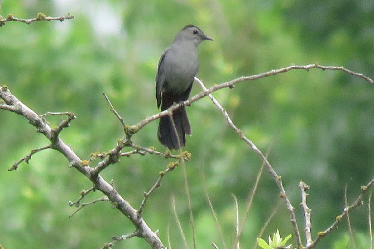 kattespottefugl - ML326336821
