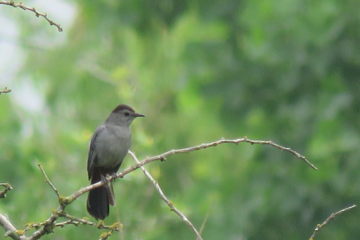 kattespottefugl - ML326336891