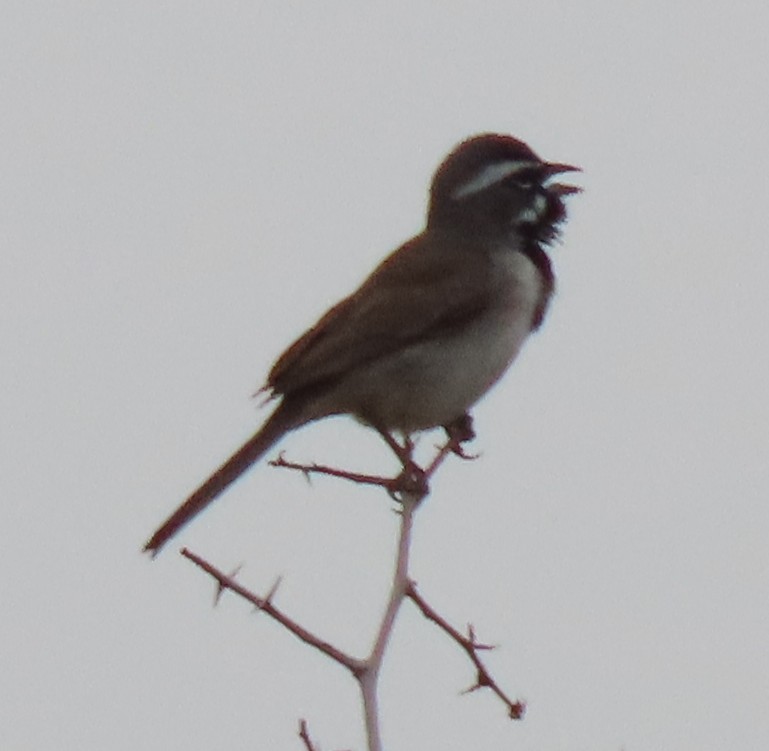 Black-throated Sparrow - ML326337251