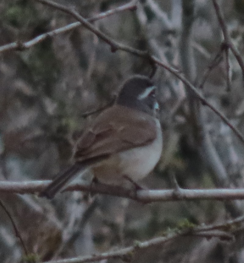 Black-throated Sparrow - ML326337311