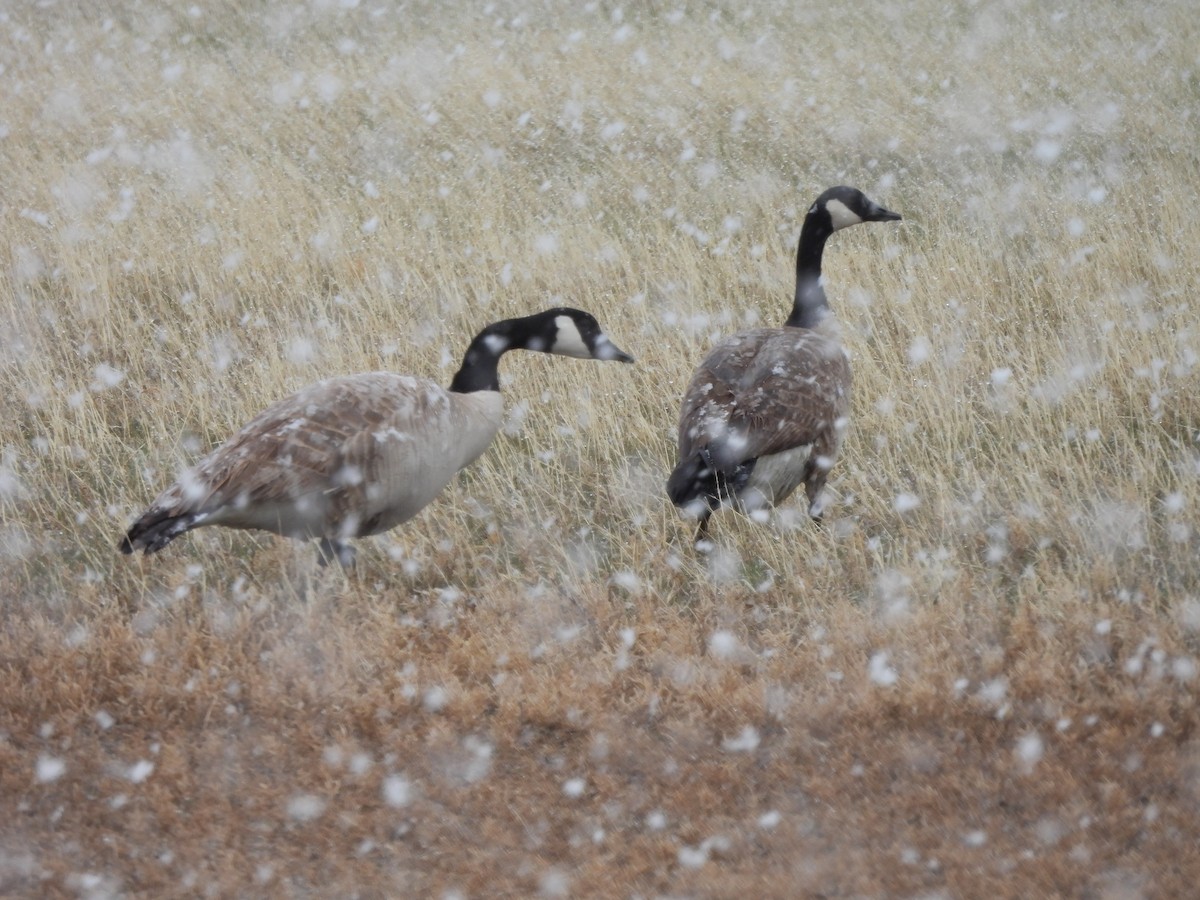 Canada Goose - ML326339371