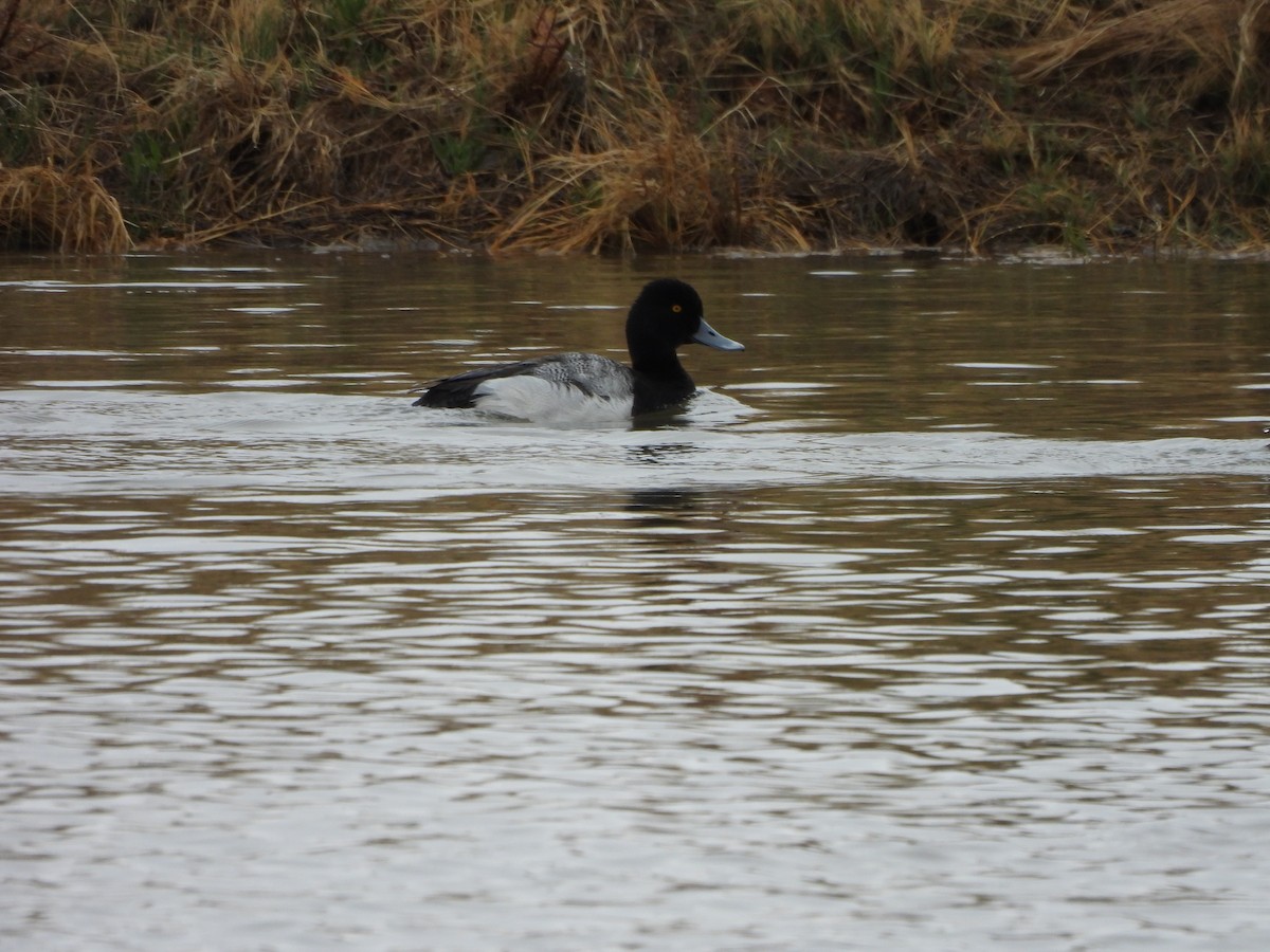 Lesser Scaup - Tom Wuenschell