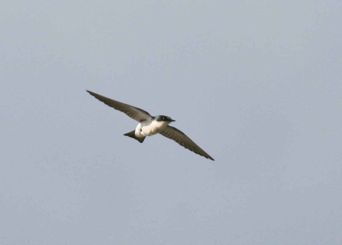 Golondrina de Manglar - ML32634001