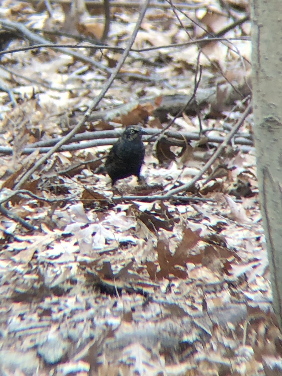 Rusty Blackbird - ML326341561