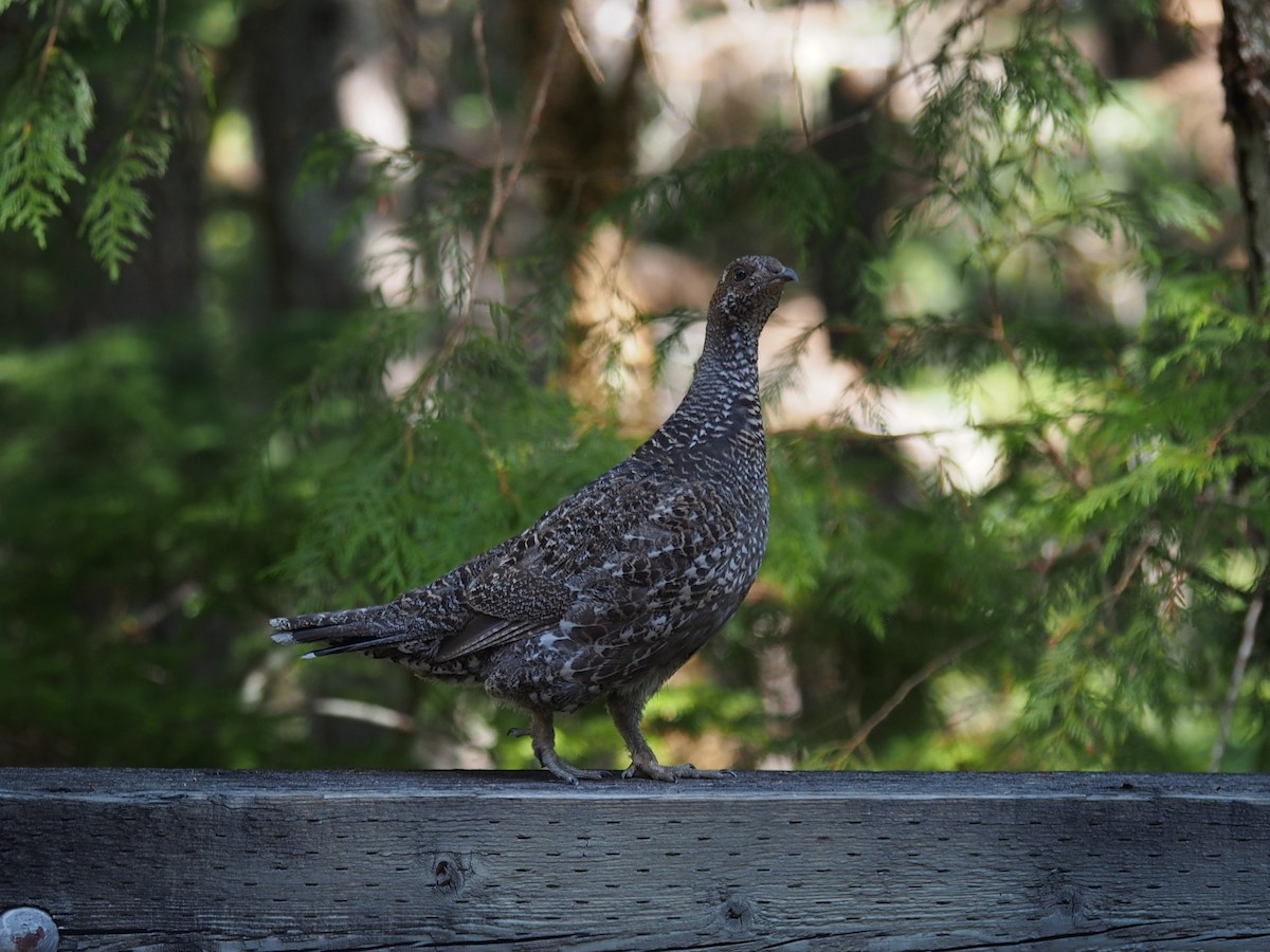 Sooty Grouse - ML32634181