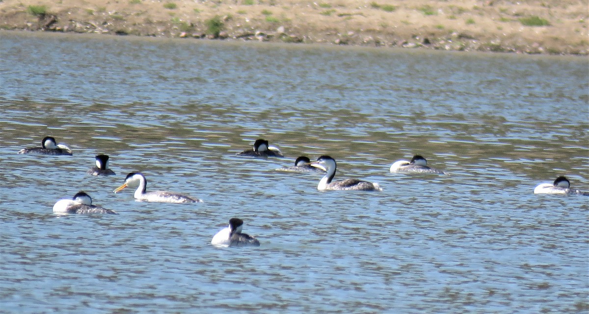 Clark's Grebe - Michael Long