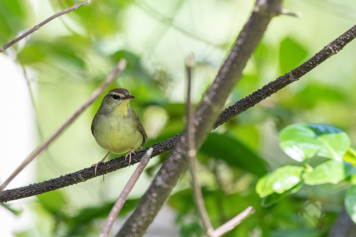 Swainson's Warbler - ML326343501