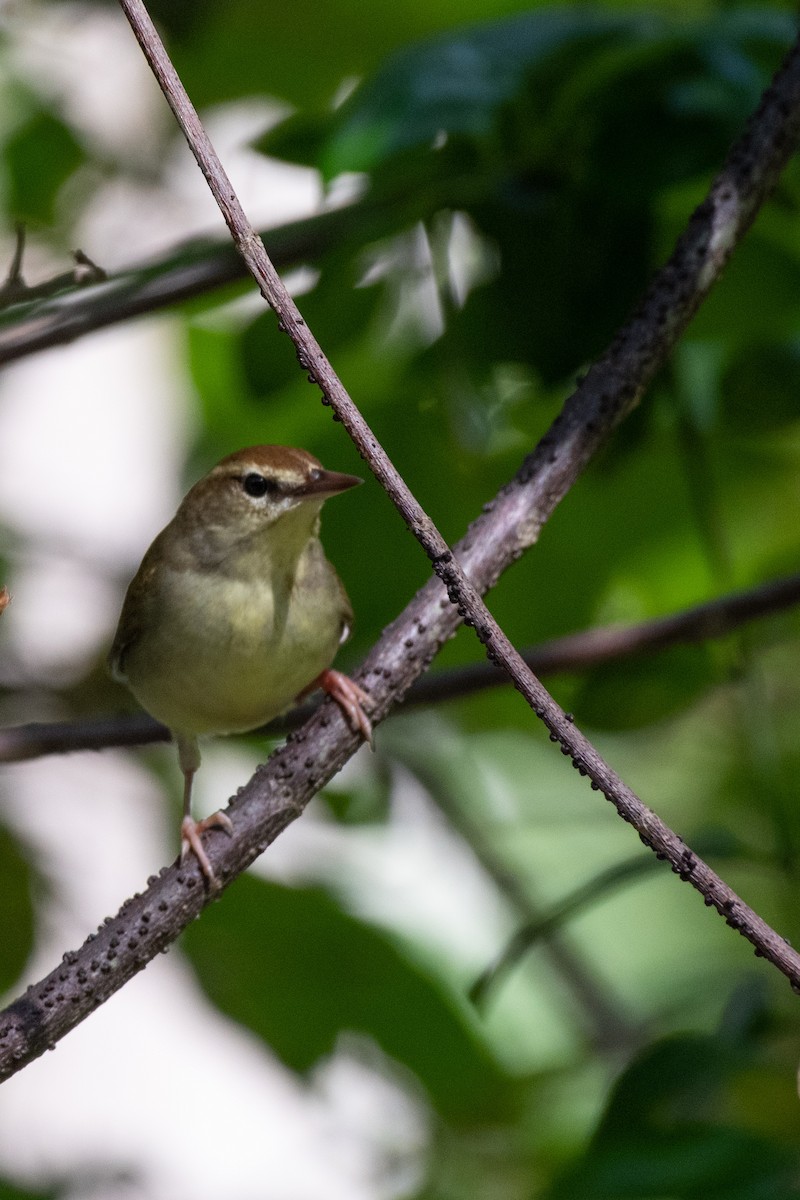 Swainson's Warbler - ML326343531