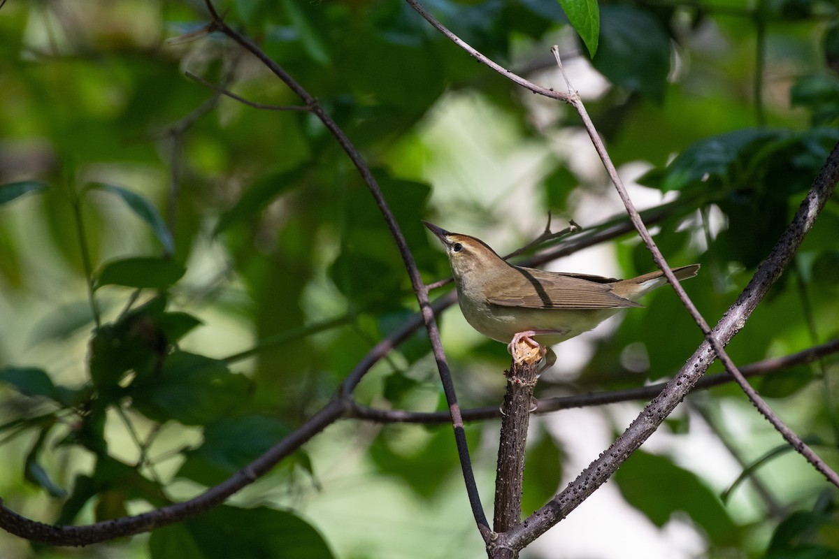 Swainson's Warbler - ML326343671