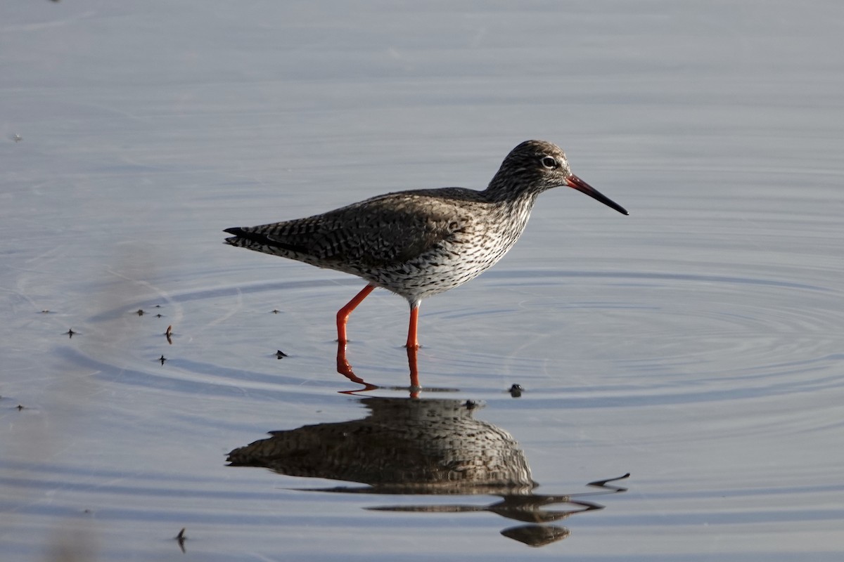 Common Redshank - ML326344341